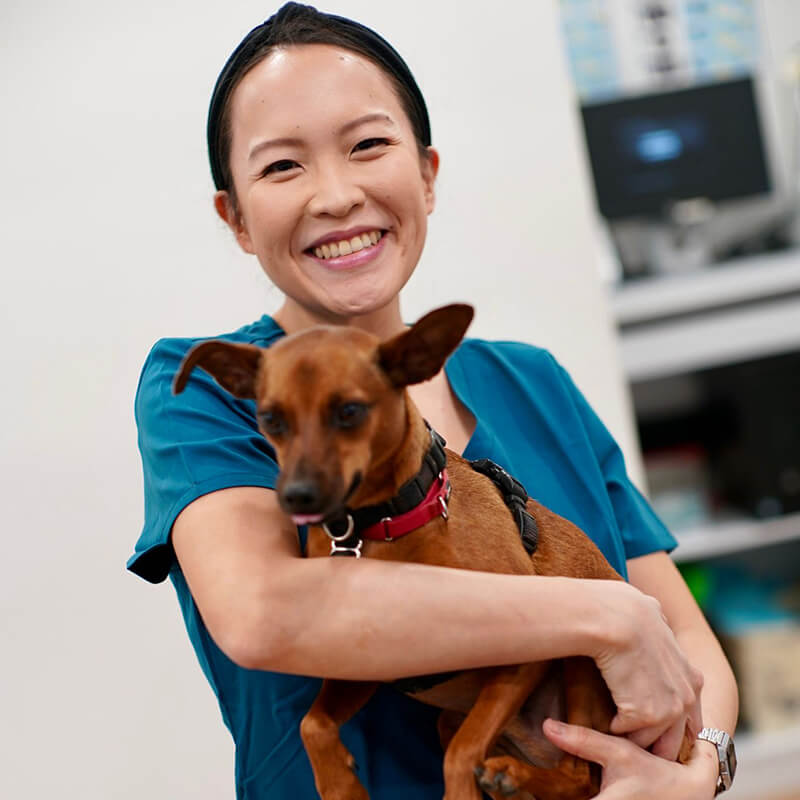 Pet doctors in Singapore
