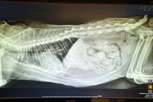 diagnostic