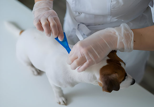 vet treating parasite in dog