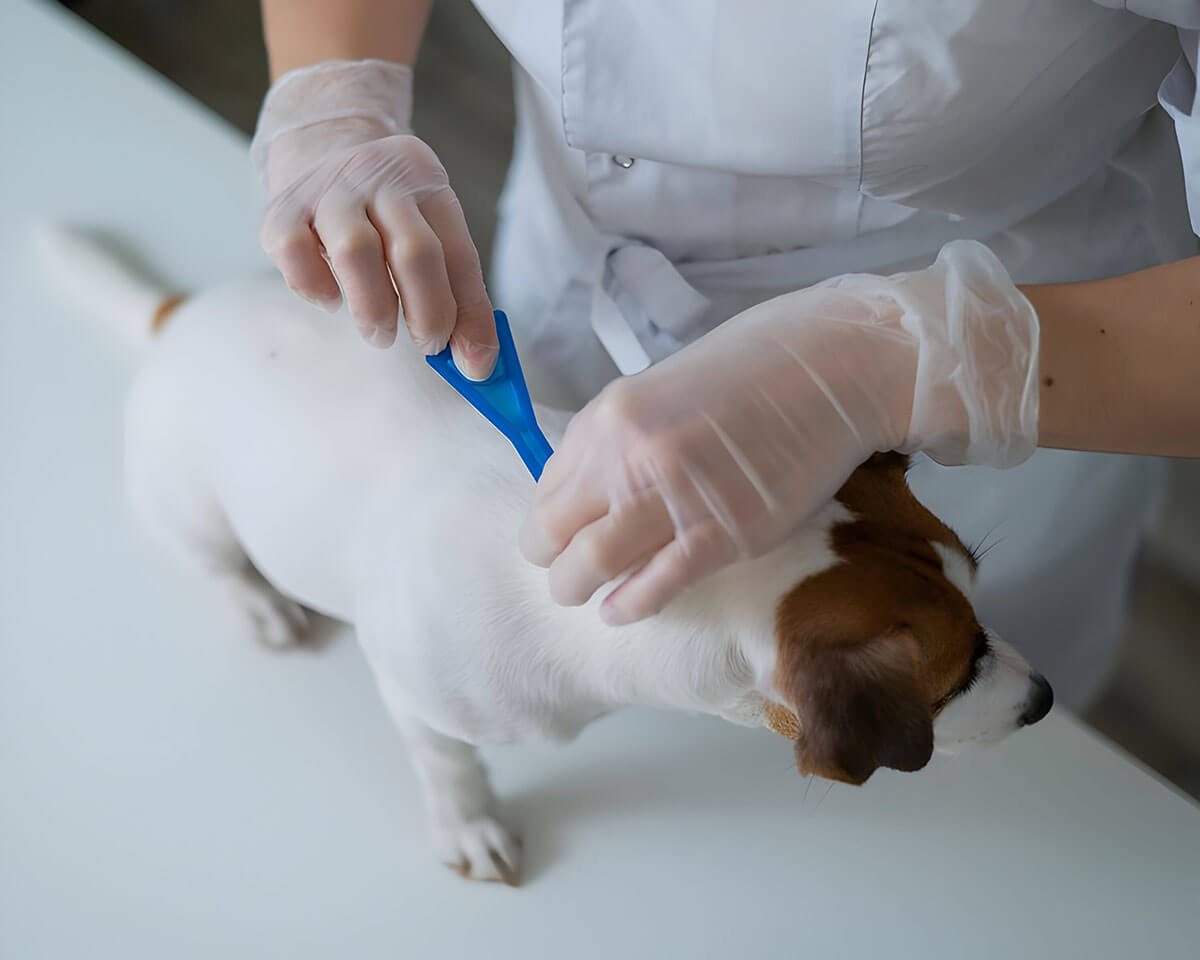 vet treating parasite in dog