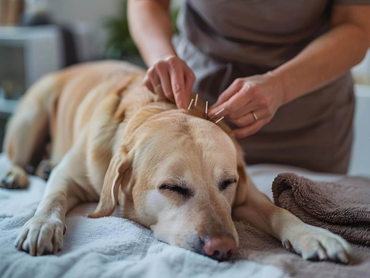 Flea & Worming treatment