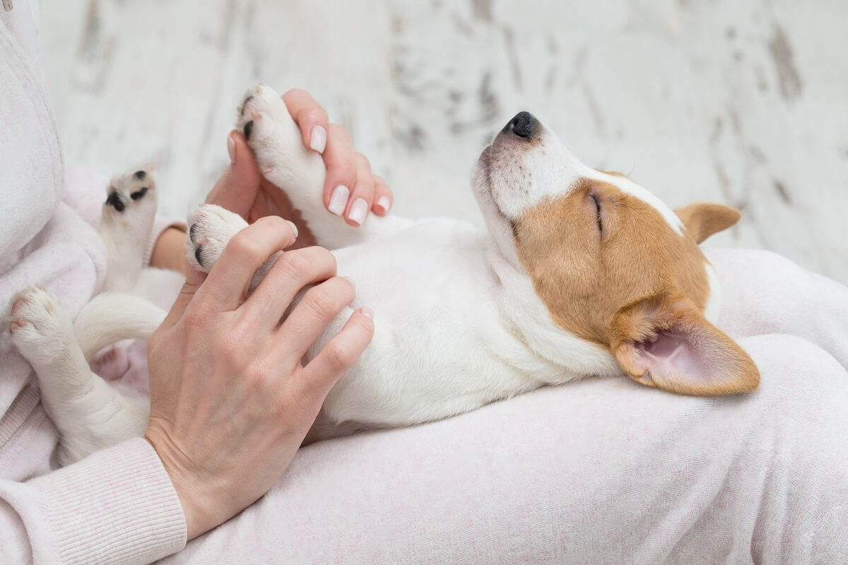 Caring for your new puppy or kitten