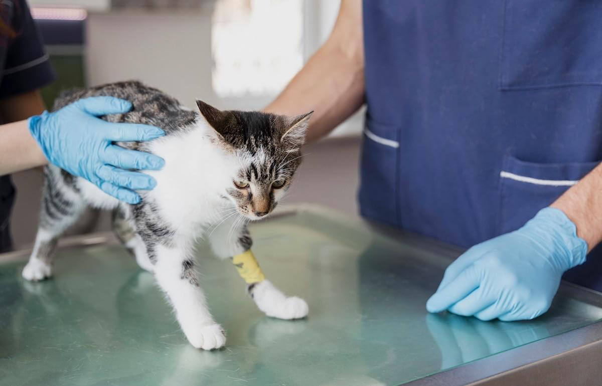 Sterilise Pet