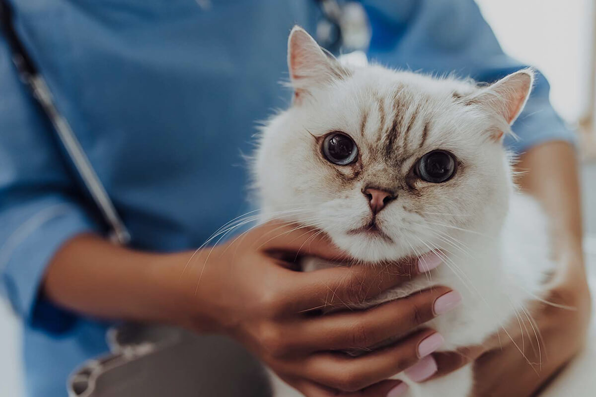 How Can a Vet Clinic in Bukit Timah Help with Worm and Flea in Pets?