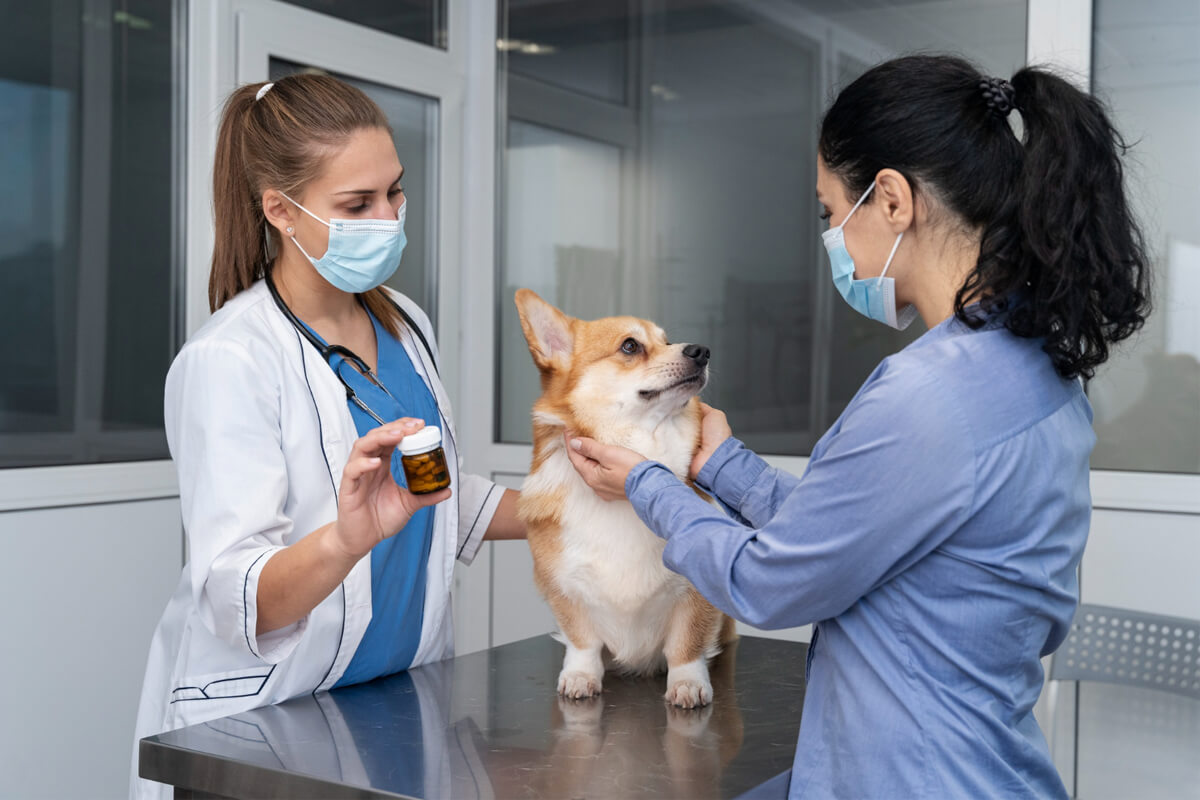 Best Vet Clinic in Singapore