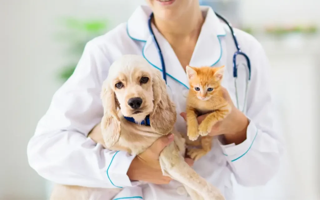 Expert Cat & Dog Dental Singapore