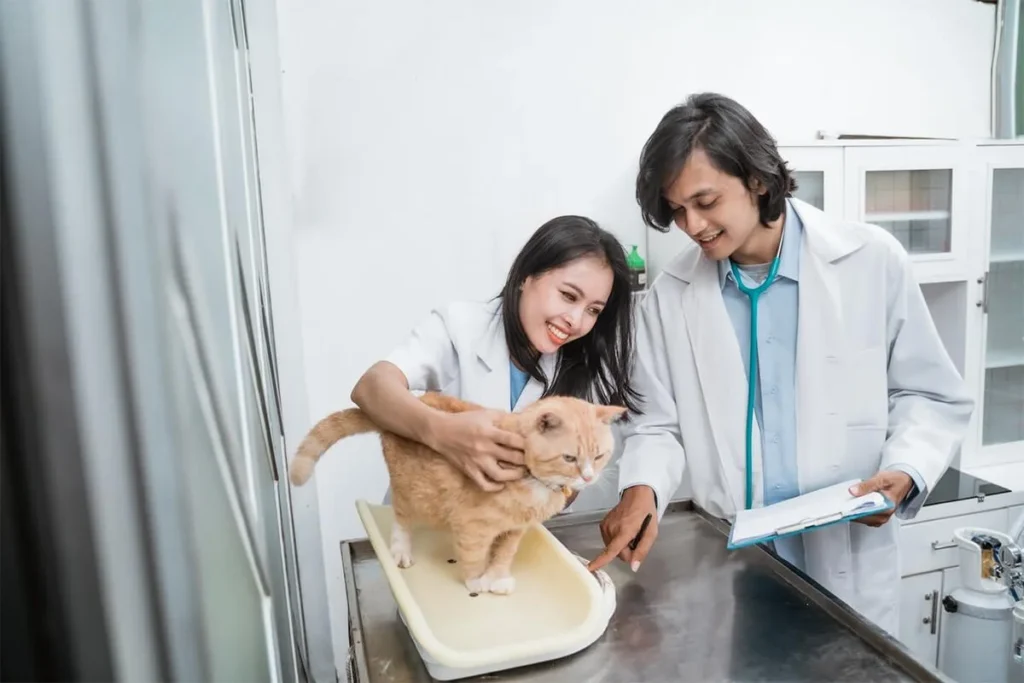 Veterinary Internal Medicine Specialist