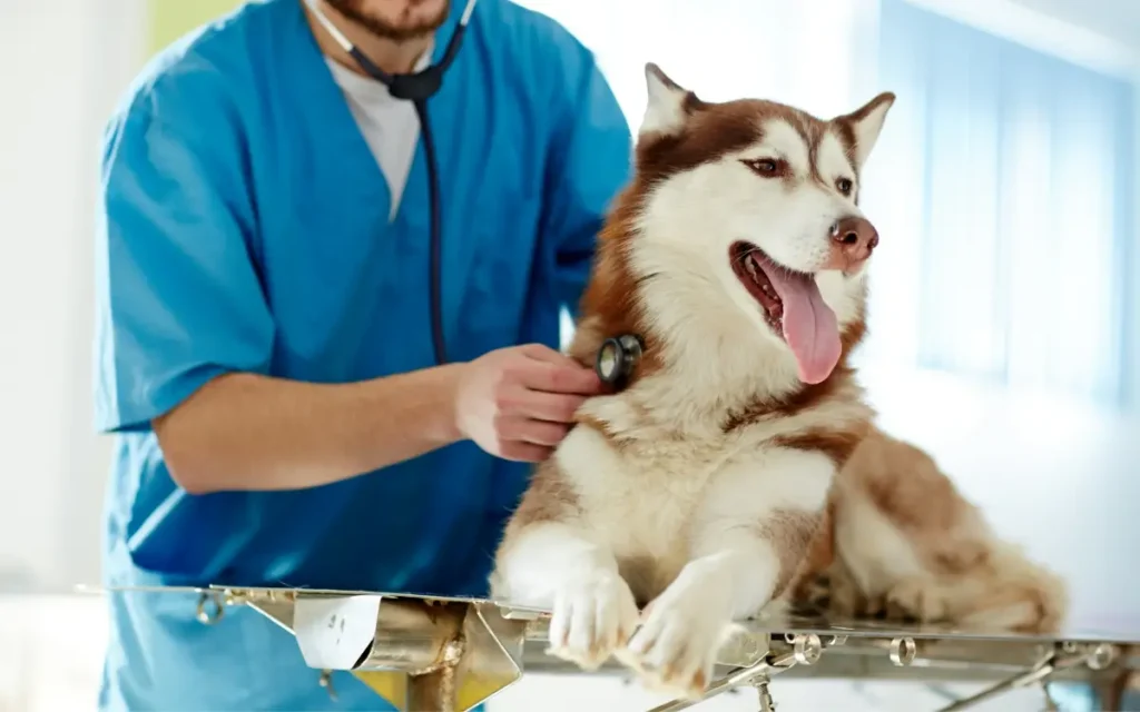 Expert Pet Diagnostic Services Singapore