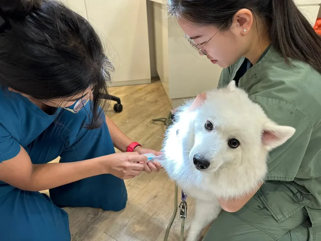 Veterinarian providing pet vaccination services to a dog at a veterinary clinic in Singapore.