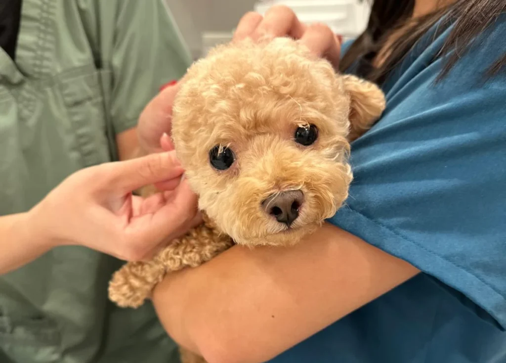 Puppy Health Check